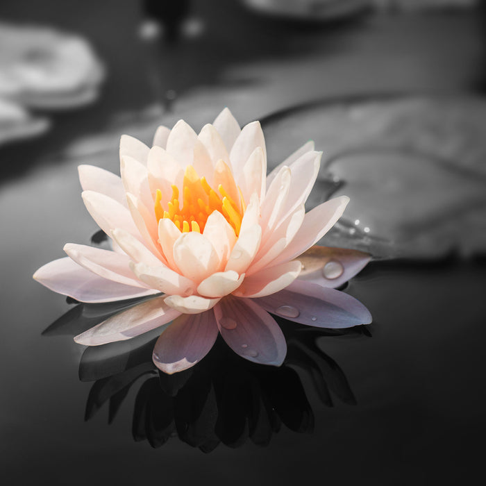 Lotusblume in Teich, Glasbild Quadratisch