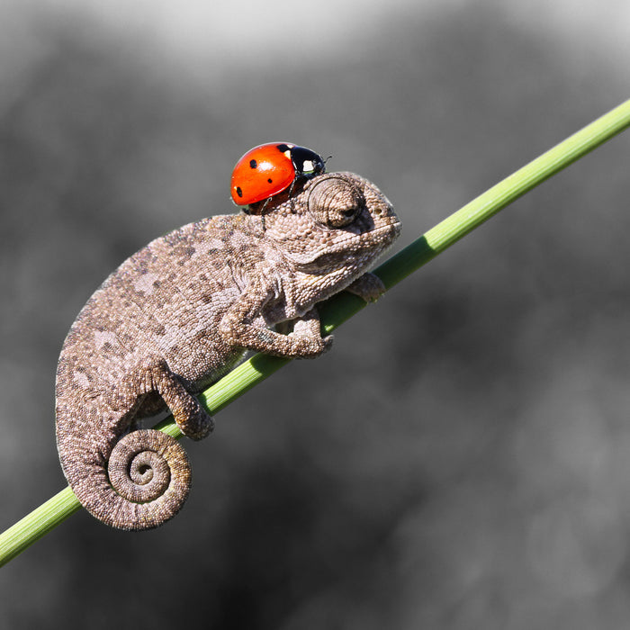 Süßer Gecko mit einem Marienkäfer, Glasbild Quadratisch