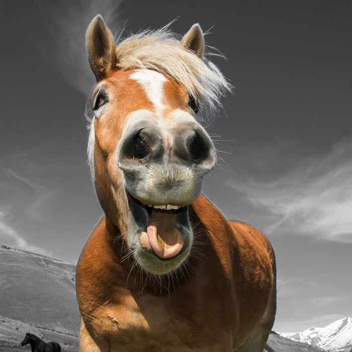 Lustiges Pferd in der Natur, Glasbild Quadratisch