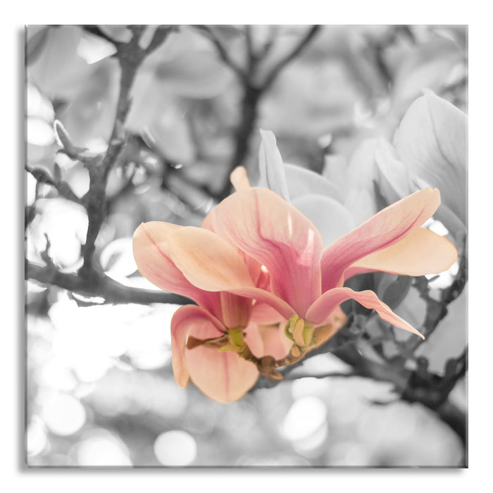 Pixxprint Rosa Magnolienblüten im Frühling, Glasbild Quadratisch