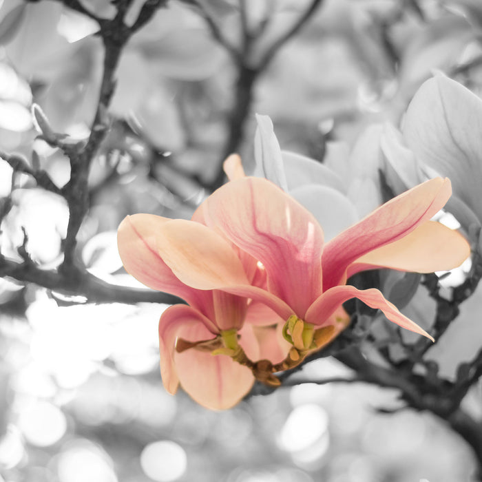 Rosa Magnolienblüten im Frühling, Glasbild Quadratisch