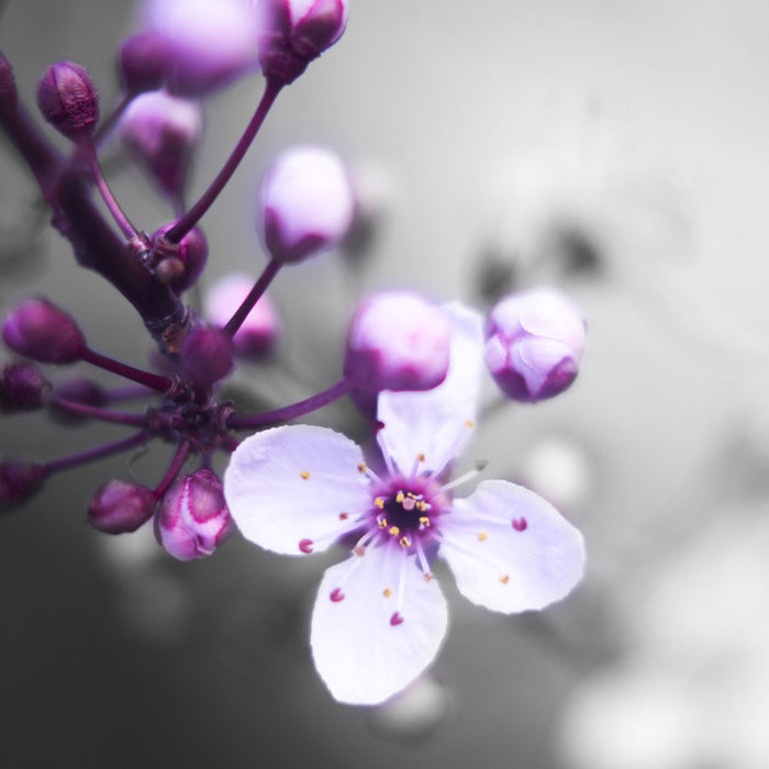 Blüten des Kirschbaumes, Glasbild Quadratisch