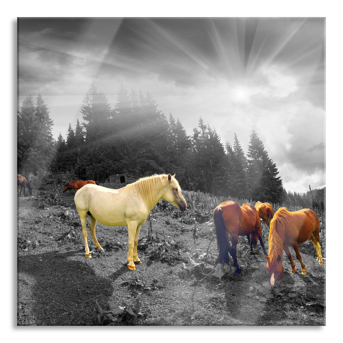 Mustangs Pferde auf den Bergen, Glasbild Quadratisch