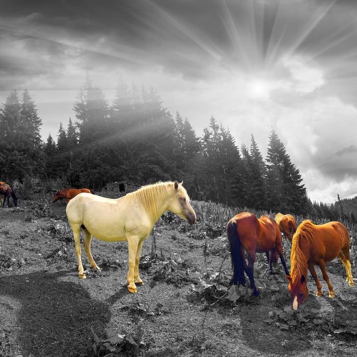 Mustangs Pferde auf den Bergen, Glasbild Quadratisch