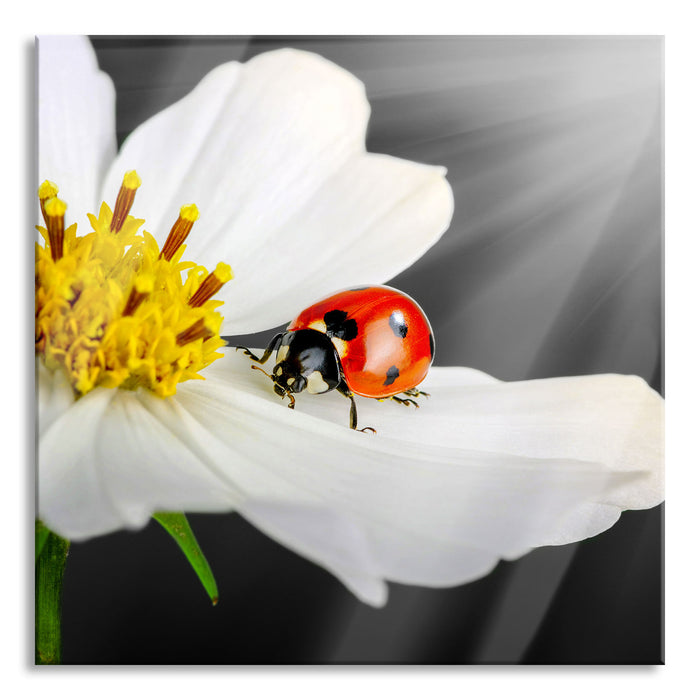 Marienkäfer auf einer weißen Blume, Glasbild Quadratisch