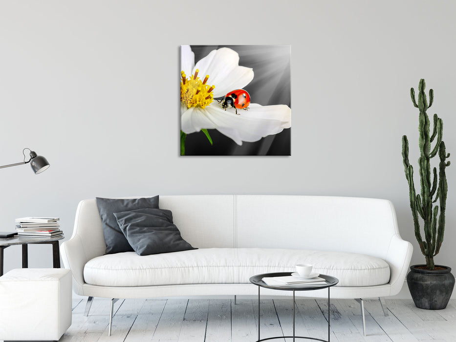 Marienkäfer auf einer weißen Blume, Glasbild Quadratisch