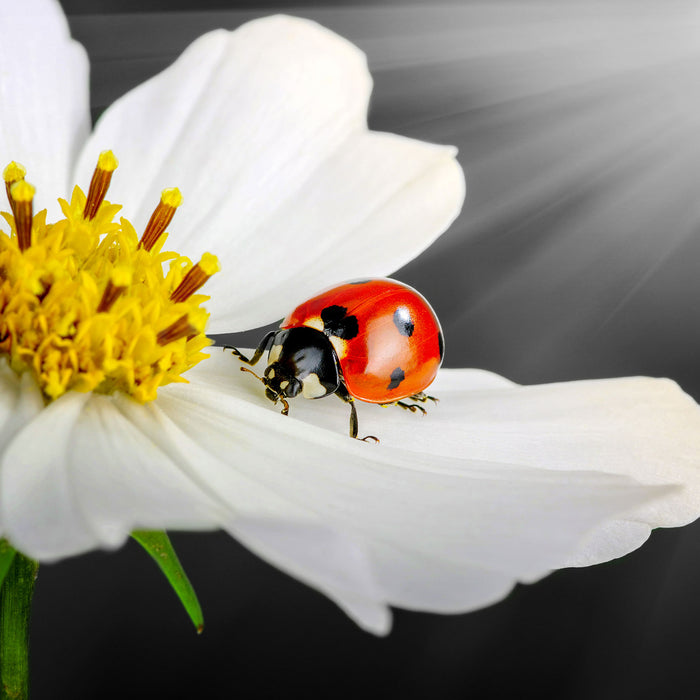 Marienkäfer auf einer weißen Blume, Glasbild Quadratisch