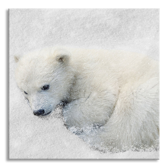 Eisbär im Schnee, Glasbild Quadratisch