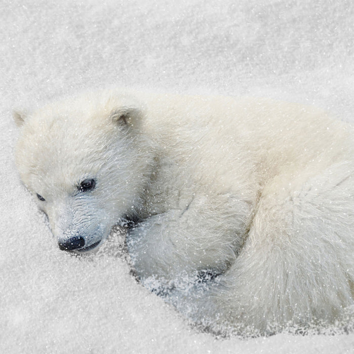 Eisbär im Schnee, Glasbild Quadratisch