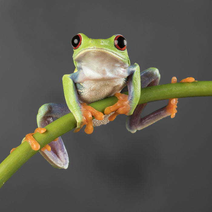 Baum-Frosch auf Bambus, Glasbild Quadratisch