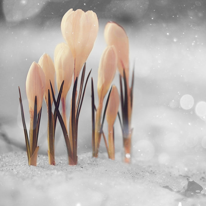 Schneeglöckchen im Frühjahr, Glasbild Quadratisch