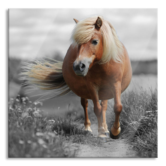 Shetlandpony auf der Wiese, Glasbild Quadratisch