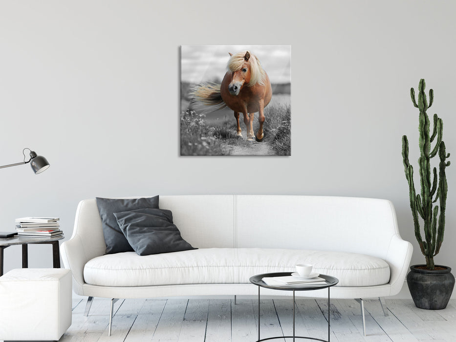 Shetlandpony auf der Wiese, Glasbild Quadratisch