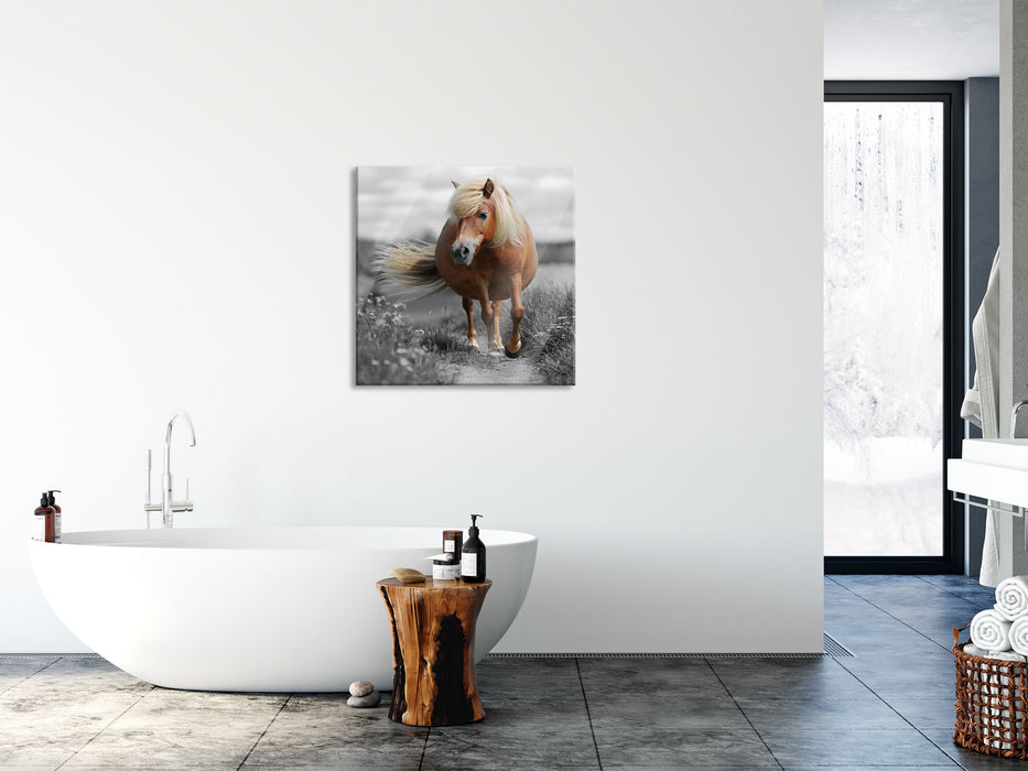 Shetlandpony auf der Wiese, Glasbild Quadratisch