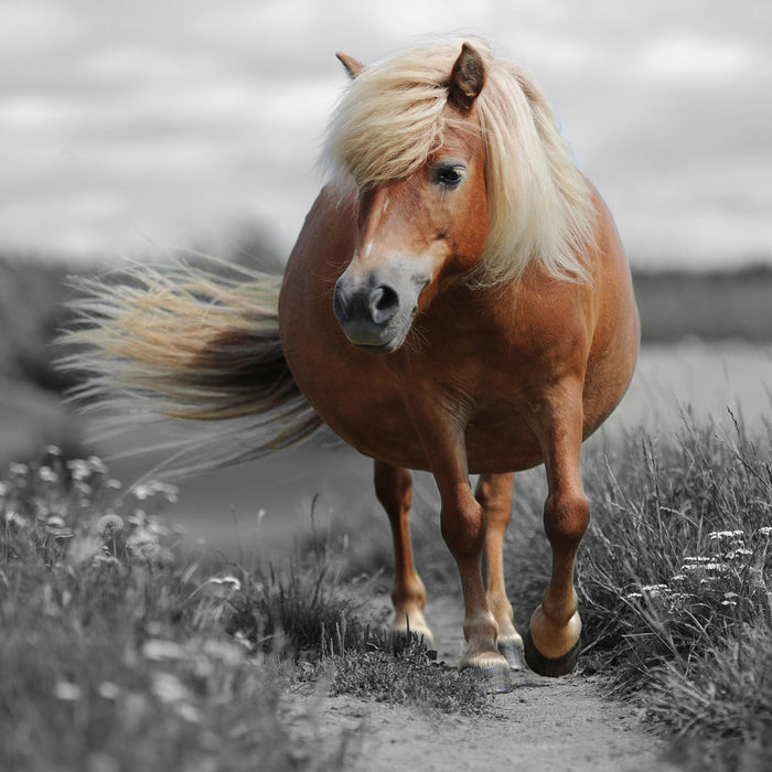 Shetlandpony auf der Wiese, Glasbild Quadratisch