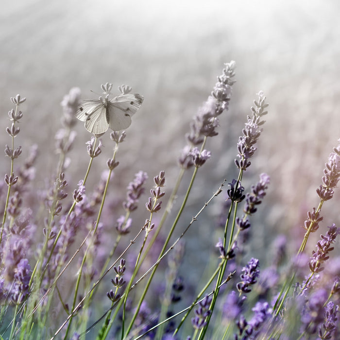 Schmetterlinge auf Lavendelblumen, Glasbild Quadratisch