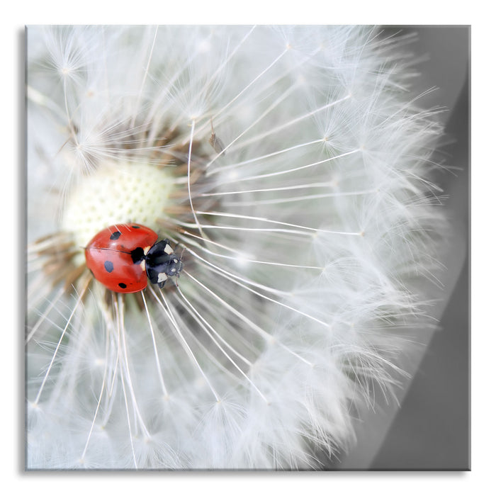 Pixxprint Marienkäfer auf einem Löwenzahn, Glasbild Quadratisch