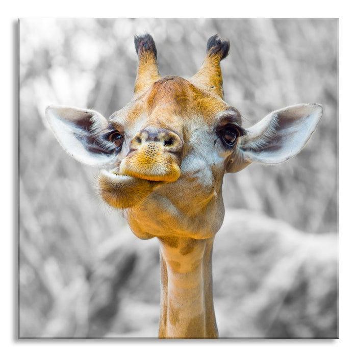 Pixxprint Giraffe in der Natur, Glasbild Quadratisch