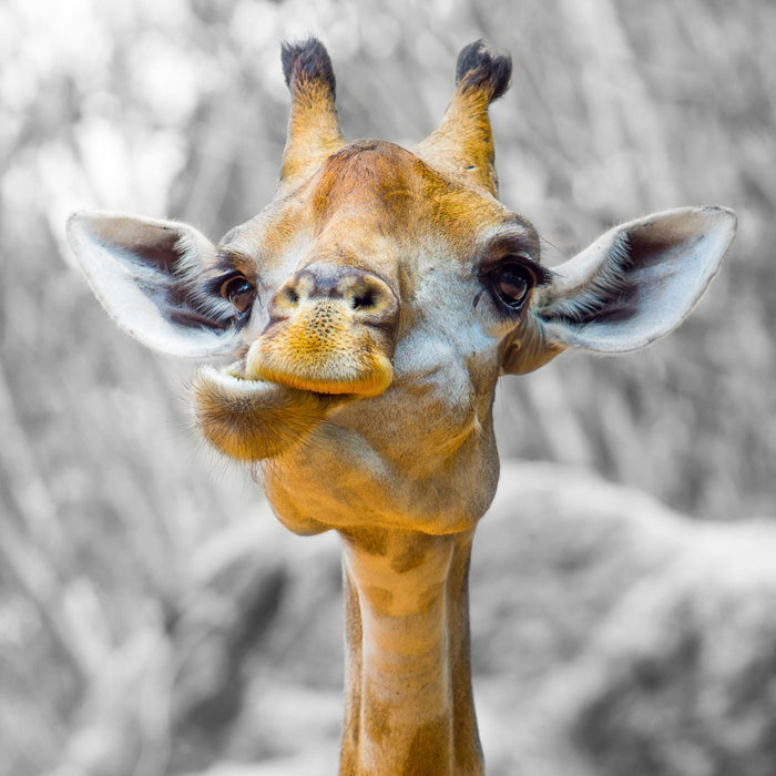 Giraffe in der Natur, Glasbild Quadratisch