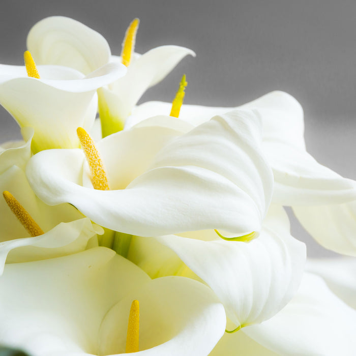 Wunderschöne weiße Calla Lilien, Glasbild Quadratisch