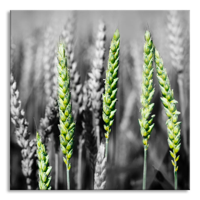 Grüne Weizen auf dem Feld, Glasbild Quadratisch