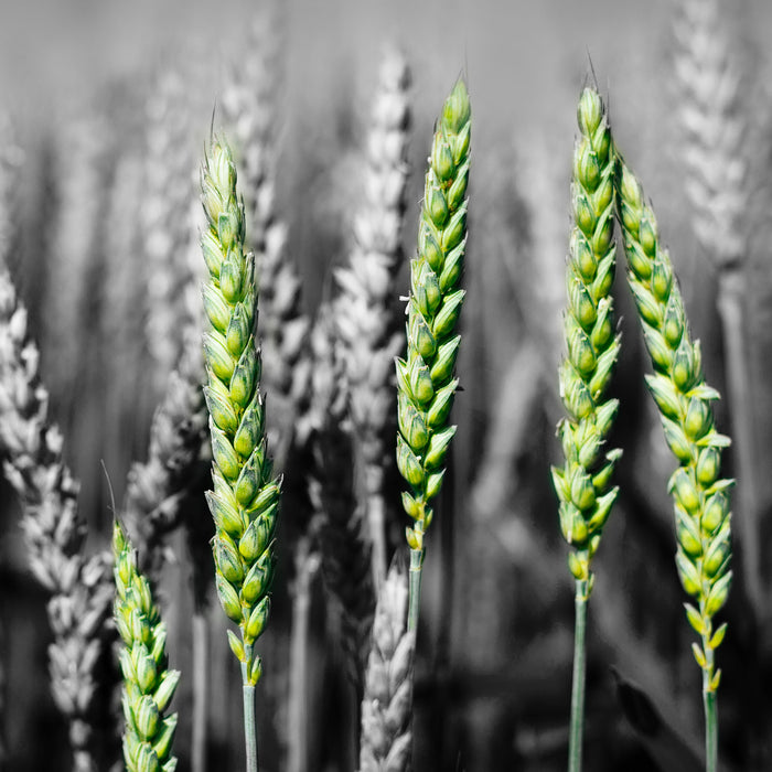 Grüne Weizen auf dem Feld, Glasbild Quadratisch