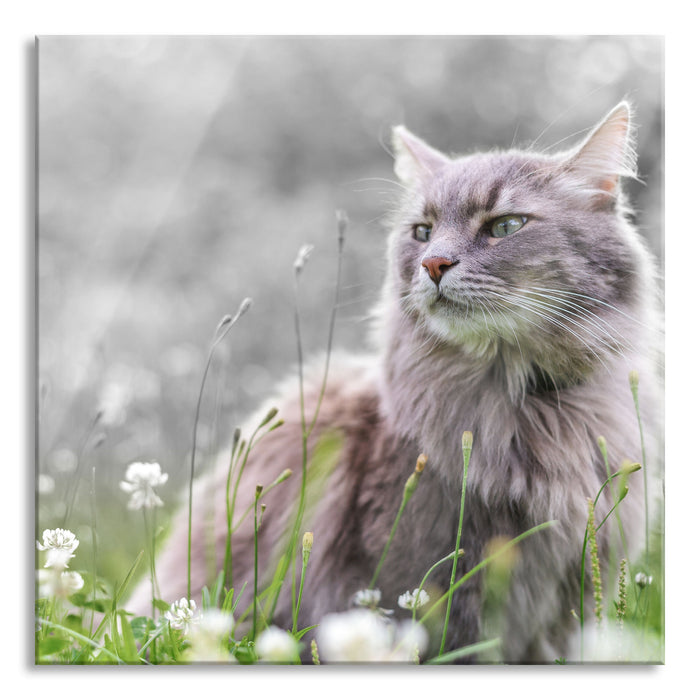 Katze in der Wildnis, Glasbild Quadratisch