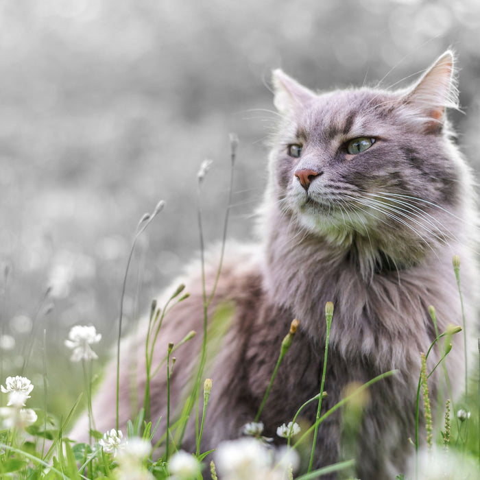 Katze in der Wildnis, Glasbild Quadratisch