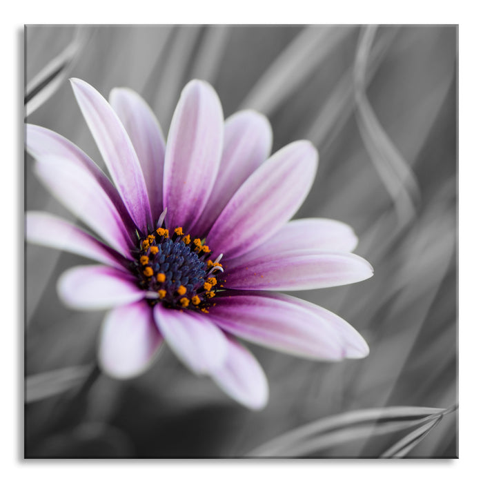 Blume in der Natur, Glasbild Quadratisch