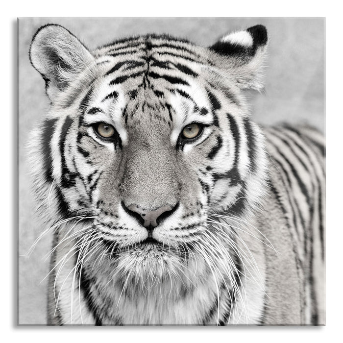 Pixxprint Anmutiger Tiger in, Glasbild Quadratisch