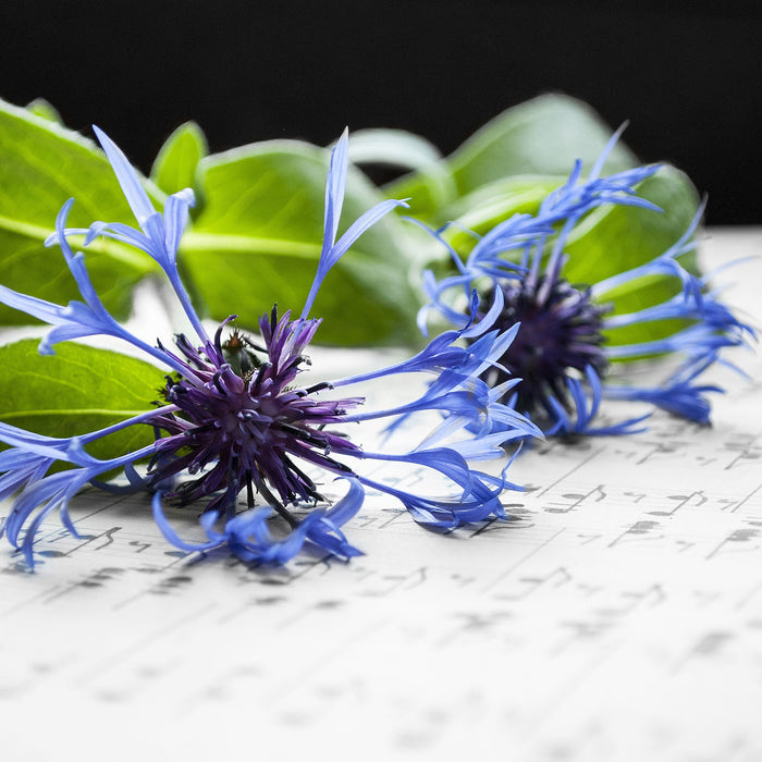 Notenblatt mit Kornblume, Glasbild Quadratisch