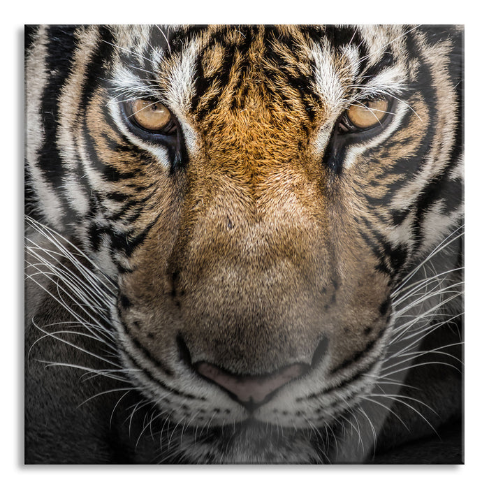 Tiger mit hellbraunen Augen, Glasbild Quadratisch