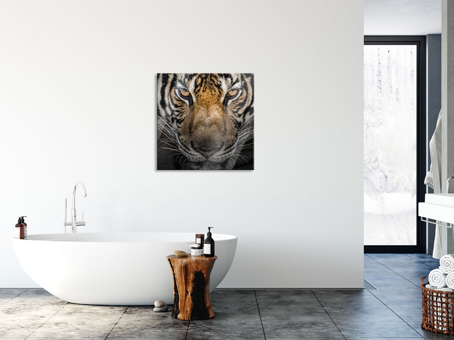 Tiger mit hellbraunen Augen, Glasbild Quadratisch