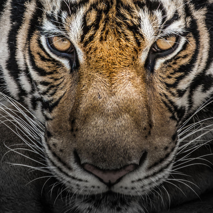 Tiger mit hellbraunen Augen, Glasbild Quadratisch