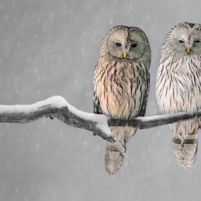 Zwei Eulen in Winterlandschaft, Glasbild Quadratisch