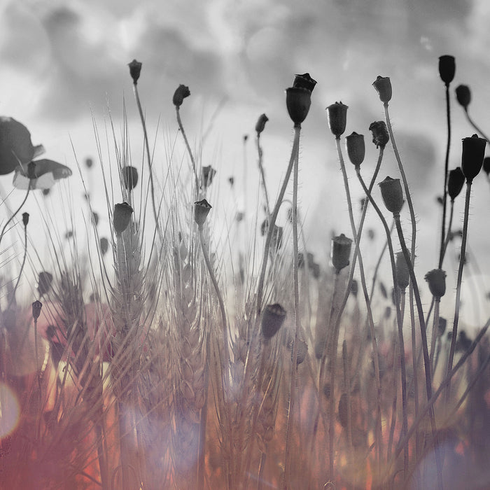 Mohn im Weizenfeld, Glasbild Quadratisch