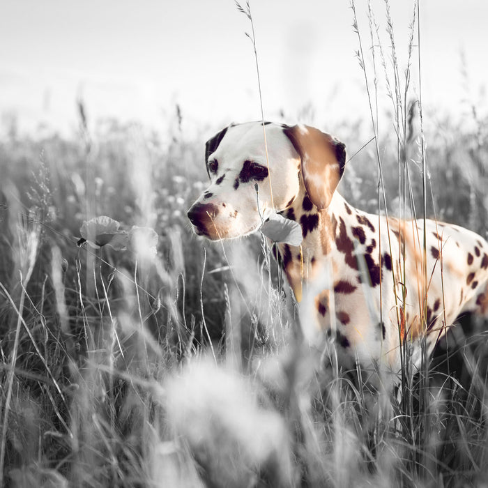 Neugieriger Hund im Feld, Glasbild Quadratisch