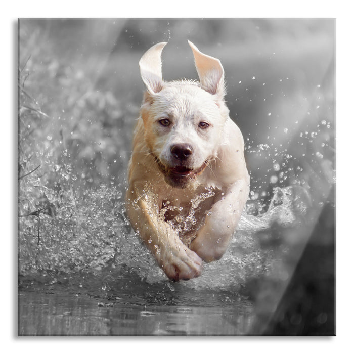 Pixxprint Labrador-Welpe Wasser, Glasbild Quadratisch