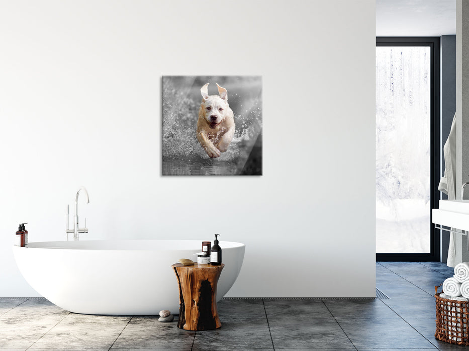 Labrador-Welpe Wasser, Glasbild Quadratisch