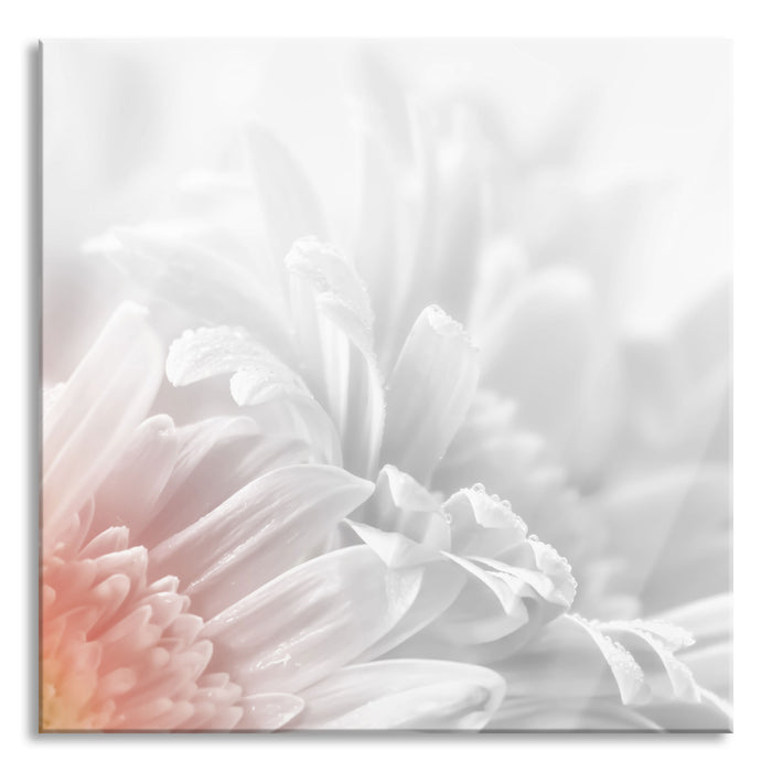 Gerbera-Blume, Glasbild Quadratisch