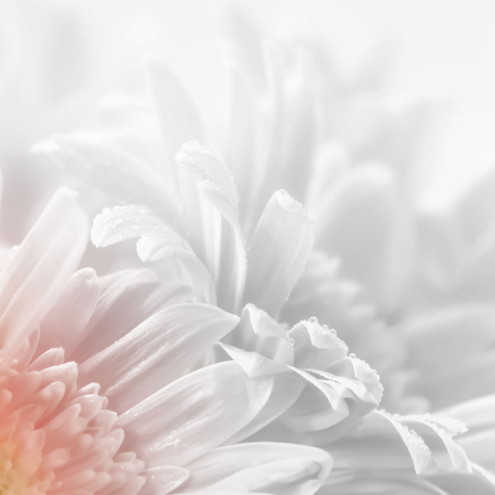 Gerbera-Blume, Glasbild Quadratisch