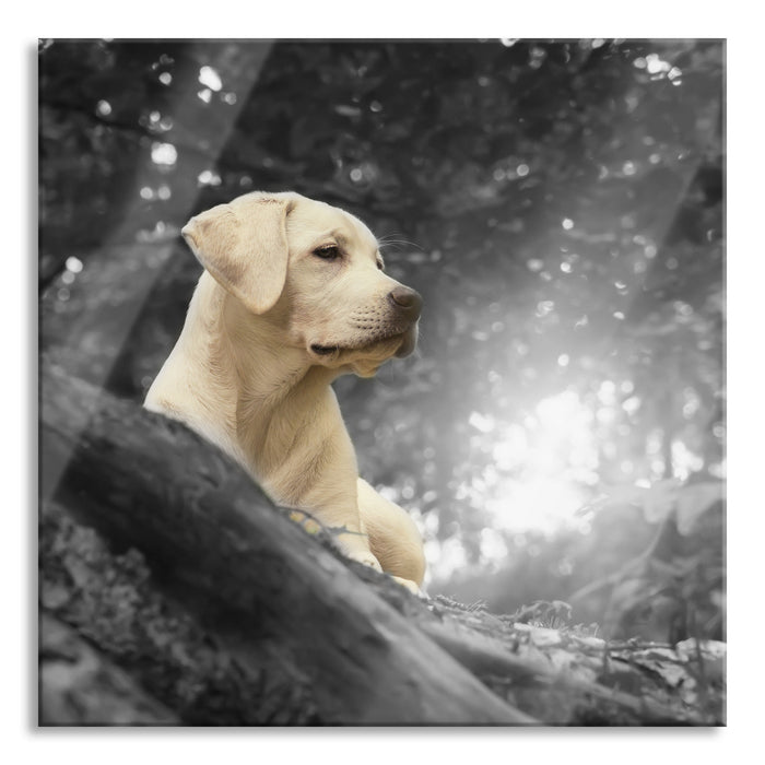 Labrador Welpe im Wald, Glasbild Quadratisch