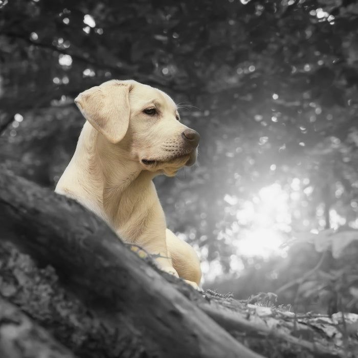 Labrador Welpe im Wald, Glasbild Quadratisch