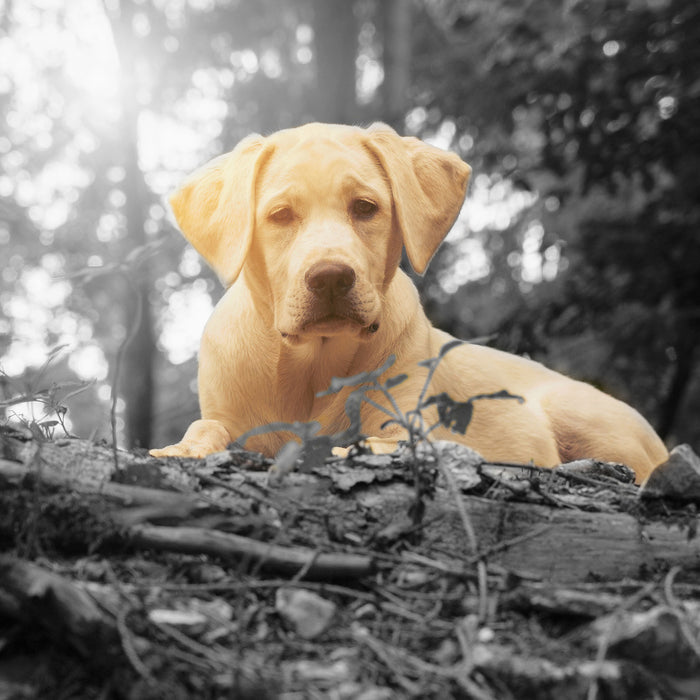 Hund im Wald bei Sonneuntergang, Glasbild Quadratisch