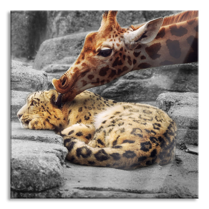 Leopard und Giraffe, Glasbild Quadratisch