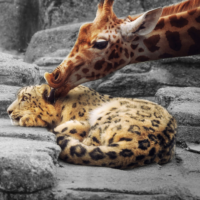 Leopard und Giraffe, Glasbild Quadratisch