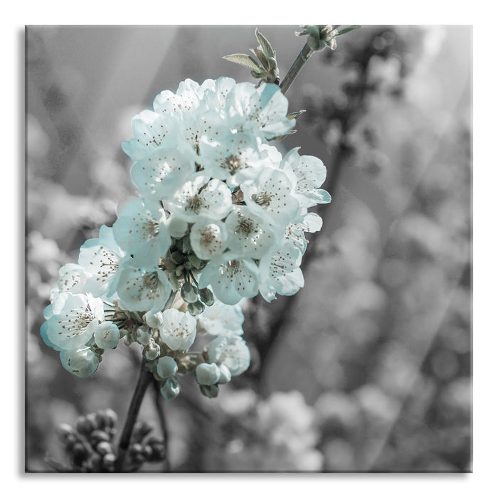 Kirschblüten, Glasbild Quadratisch