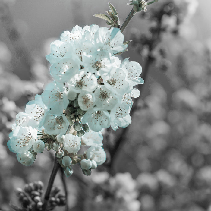 Kirschblüten, Glasbild Quadratisch