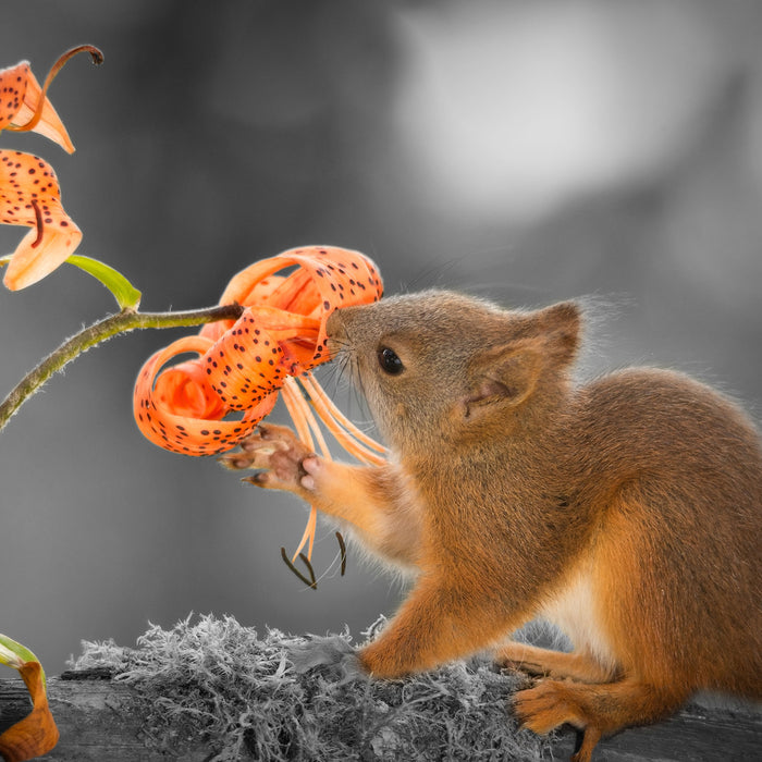 Eichhörnchen riecht an einer Blume, Glasbild Quadratisch