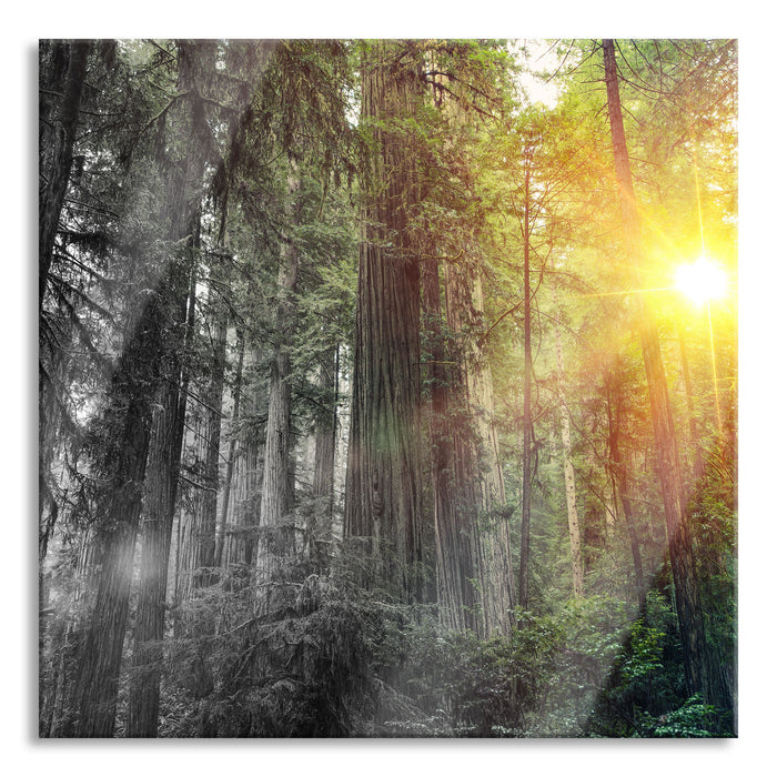 Wald bei Sonnenlicht, Glasbild Quadratisch